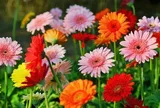 5 loài hoa “kích vận may” nên đặt trong nhà ngày đầu tháng