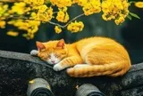4 con giáp “duyên đến chậm”: Càng giỏi giang càng dễ lỡ hẹn tình yêu
