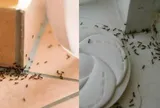 Mẹo đuổi kiến hiệu quả bằng nguyên liệu tự nhiên không cần hoá chất
