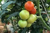 Những thực phẩm tưởng “vô hại” trong gian bếp nhưng có thể gây ngộ độc nếu sử dụng sai cách