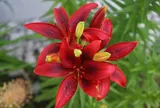 Hoa ly: Đẹp sang trọng nhưng vì sao nhiều người vẫn “né” khi cắm trong nhà?