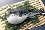 Loài cá có độc tố mạnh gấp hàng trăm lần xyanua: Bác sĩ cảnh báo "không có thuốc giải", xử lý chậm có thể mất mạng
