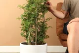 Có nên trồng cây đinh lăng trong nhà?