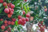 Vải thiều ngọt lịm mùa hè, người cao huyết áp ăn thế nào để không hại sức khỏe?