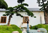 3 cây cảnh trồng càng lâu càng quý: Không nên chặt cũng đừng tuỳ tiện mang cho