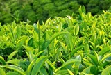 Uống trà xanh thay cà phê suốt nửa năm, bác sĩ nhận kết quả sức khỏe khiến nhiều người ngạc nhiên