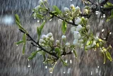 Thời tiết ngày 25/6: Miền Bắc nắng nóng ban ngày, chiều tối mưa dông diện rộng