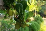 Không chỉ có quả, cây mít còn ẩn giấu một “vị thuốc” ngay trên tán lá