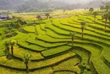 Loài cây mọc hoang ở Thái Nguyên bất ngờ được giới khoa học "săn tìm", có gì đặc biệt?