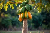 Theo phong thủy, có nên trồng cây đu đủ trước nhà?