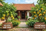 Nên trồng khế chua hay khế ngọt trước nhà tốt hơn?
