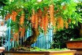 Có nên trồng cây lộc vừng trước cửa nhà?