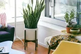 Nhiều người trồng cây chỉ để làm đẹp, không biết 7 loại này còn giúp nhà mát hơn