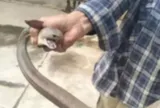 30 phút sau khi dùng tay không bắt rắn, người đàn ông rơi vào nguy kịch