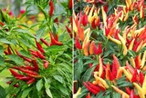 Có nên trồng cây ớt trước cửa nhà?