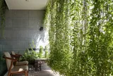 Có nên trồng cây dây leo trong nhà?