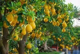 Có nên trồng cây bưởi trước nhà? Ý nghĩa phong thuỷ là gì?
