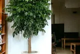 Có nên trồng cây Hạnh Phúc trong nhà? 4 vị trí trồng đẹp nhất để thu hút tài lộc