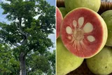 Có nên trồng cây chay trước nhà?
