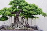 Có nên trồng cây si trước nhà?