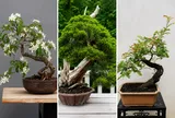Đừng bán vội nếu nhà có 3 cây cảnh này, càng già càng "hóa rồng", hút phúc khí, kết duyên lành