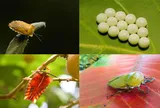 Một đêm thức dậy, người đàn ông thấy vỏ gối phủ đầy "hạt xanh", sự thật phía sau khiến nhiều người rùng mình