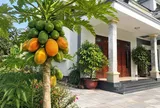 Có nên trồng cây đu đủ trước cửa nhà?