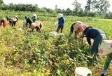 Bố mẹ gác mọi việc đi tìm con mất tích nhiều ngày, cả xóm lặng lẽ làm một việc ấm lòng