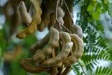 Quả me: Loại quả dân dã giàu dinh dưỡng, tốt cho tim mạch và hệ tiêu hóa