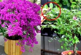 Hoa giấy chỉ tốt lá mà mãi không nở hoa? Làm cách này cây bung nụ dày đặc, hoa nở rực rỡ quanh năm