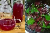 Lá tía tô nấu nước uống đang "gây sốt": Chuyên gia nói gì về công dụng thực sự?