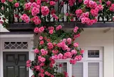 Hoa hồng chỉ tốt lá, mãi không ra hoa? Làm cách này cây bật nụ liên tục, hoa bung nở to kín cành