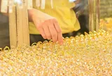 Giá vàng ngày 29/7 đảo chiều tăng