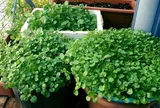 Loại rau quen thuộc ở chợ Việt được CDC Mỹ đánh giá "tốt nhất thế giới", giá rẻ nhưng cực bổ dưỡng