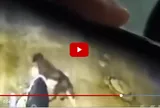 Bé trai 6 tuổi bị chó lạ nặng 20kg lao vào cắn khi đang chơi, camera ghi lại toàn cảnh