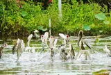 3 loại cá nước ngọt dễ tích tụ kim loại nặng, điều đáng lo lại nằm ở điều này