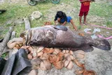3 cậu bé kéo được sinh vật khổng lồ từ dưới biển lên bờ, ai nhìn cũng sửng sốt