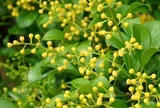 Có nên trồng cây ngâu trước nhà?