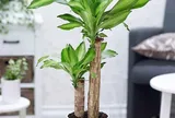 3 vị trí tốt nhất để đặt cây Thiết mộc lan thêm sinh khí