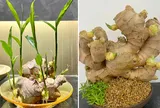 Trồng gừng trong chậu cứ làm đúng bước này: Lá xanh mướt, củ to, mọc nhánh tua tủa