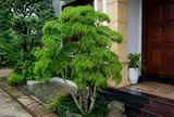 Trồng cây đinh lăng trong nhà: Đặt đúng chỗ, vừa xanh quanh năm, vừa cầu vượng khí