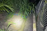 Điều tra vụ hai anh em tử vong cách nhau 15m trong vườn dừa ở Đồng Tháp