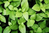 Chỉ cần vò nhẹ đã tỏa mùi thơm đặc biệt, loại rau từng mọc hoang bờ ruộng nay được người thành phố săn lùng, giá cao ngỡ ngàng