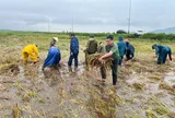 Mưa lũ và triều cường trắng cánh đồng, công an dầm mình giúp dân “cứu” lúa