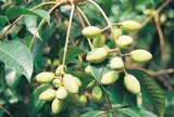 Loại quả xưa chín rụng đầy gốc, ăn miếng đầu chua chát sau càng nhai càng bùi béo, đem nấu ngón này được đưa cơm