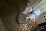 Trăn gấm dài 6 mét bất ngờ bò vào nhà dân trong trận ngập ở Bangkok