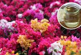 Dùng giấm tưới hoa giấy có 4 công dụng hữu ích ai cũng thích: Đó là gì?