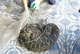 Hà Tĩnh: Đi thăm đồng thấy "sinh vật lạ" nặng 9kg, người đàn ông lập tức báo công an