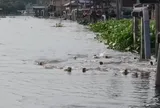 Đàn "sinh vật lạ" hơn 20 con xuất hiện trên kênh, chia phe như chuẩn bị đại chiến, người dân phát hiện điều bất thường