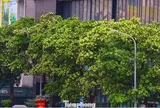 Hà Nội đưa 18 loại cây vào danh mục cấm trồng, gồm những cây nào?